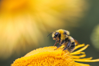 Rückstandsbelastungen in Bienenprodukten